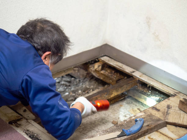 Best Mold Remediation for Specific Building Types in Snow Hill, NC