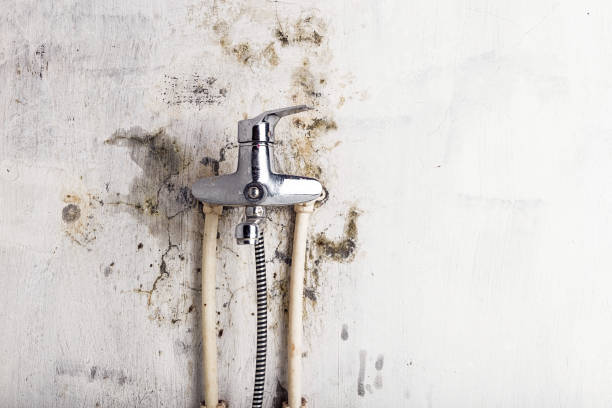 Best Industrial Mold Remediation in Snow Hill, NC