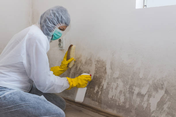 Reliable Snow Hill, NC Mold Remediation Solutions