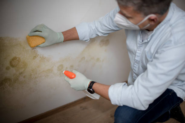 Best White Mold Remediation in Snow Hill, NC