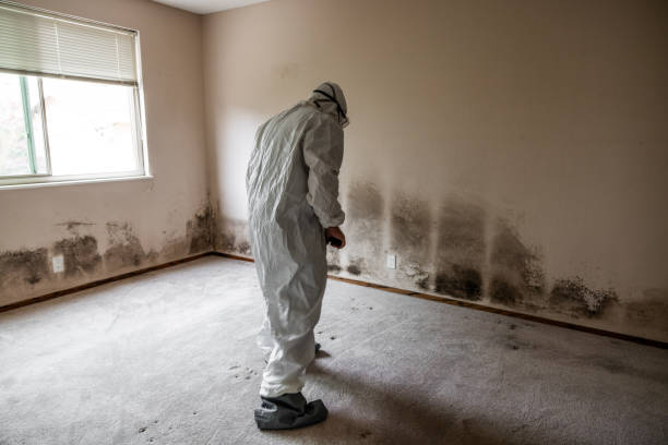 Best Post-Flood Mold Remediation in Snow Hill, NC