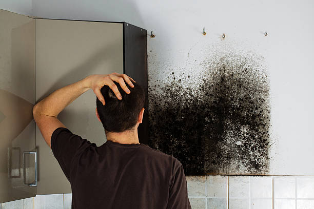 Best Localized Mold Remediation (e.g., coastal areas, humid climates) in Snow Hill, NC
