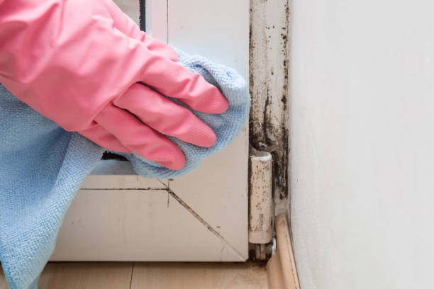 Best DIY Mold Remediation Support Services in Snow Hill, NC